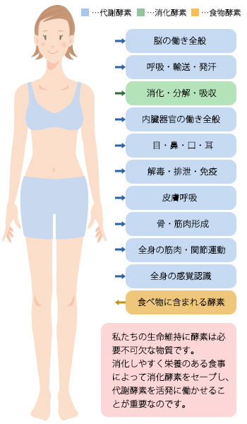 酵素