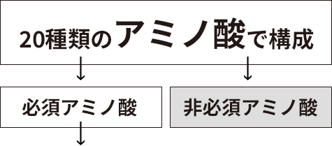 タンパク質は必須アミノ酸と非必須アミノ酸でできている