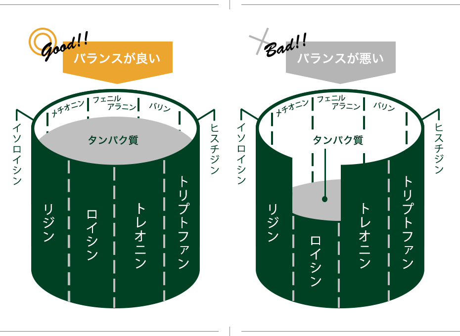 タンパク質はアミノ酸からできています