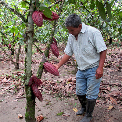私たちのこだわりオーガニックローカカオニブ・産地