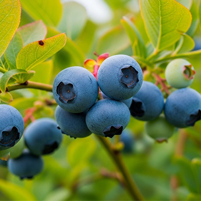 RȊÂ݂Ǝ|݂ÏkhCu[x[̖