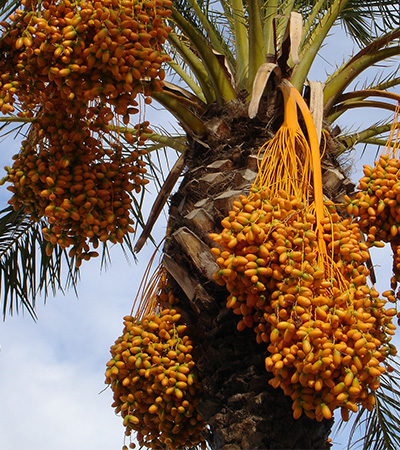 �_�̑��蕨�f�[�c