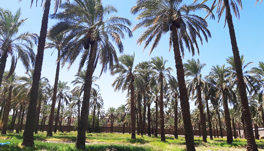 �T�[���f�[�c���ł���܂�