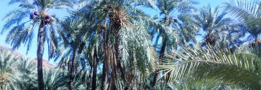 �V�������E�����Ȃ��̃f�[�c