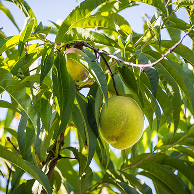 ���������邱�Ƃň������Ă�h���C�}���S�[�̔Z�k���ꂽ�Ö��ƍ���