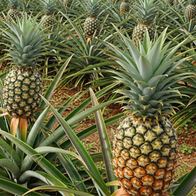 Â݂Ǝ_̐▭ȃn[j[hCpCibvґȖ킢