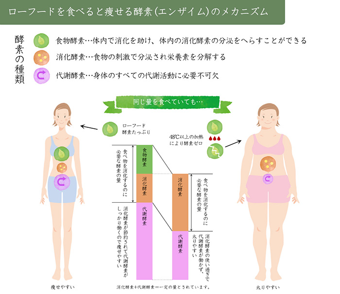酵素の仕組み