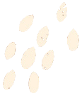 発芽酵素玄米ごはん