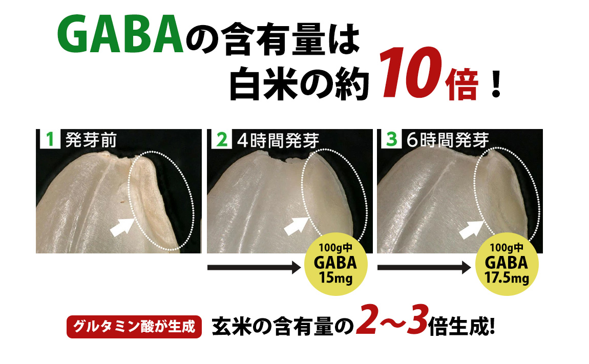 GABAの含有量は白米の約10倍！
