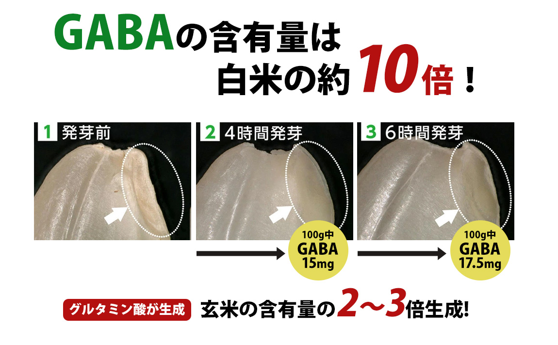 GABAの含有量は白米の約10倍!