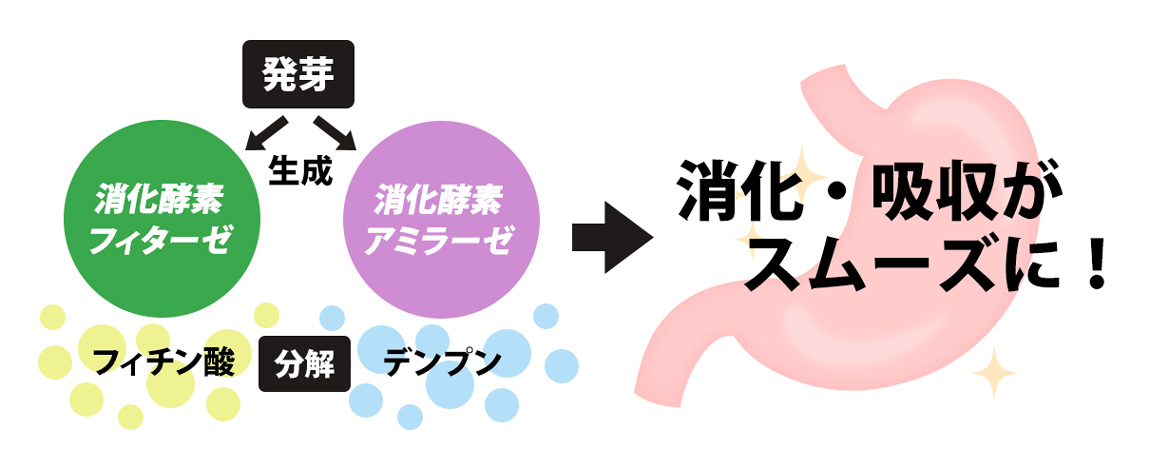消化酵素が生成され消化・吸収がスムーズに