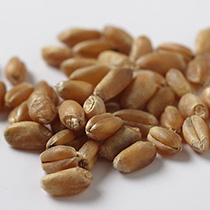 スプラウト用 秋まき小麦の種（農薬・化学肥料不使用）