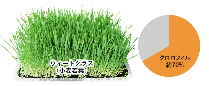 約70%クロロフィルが含まれる