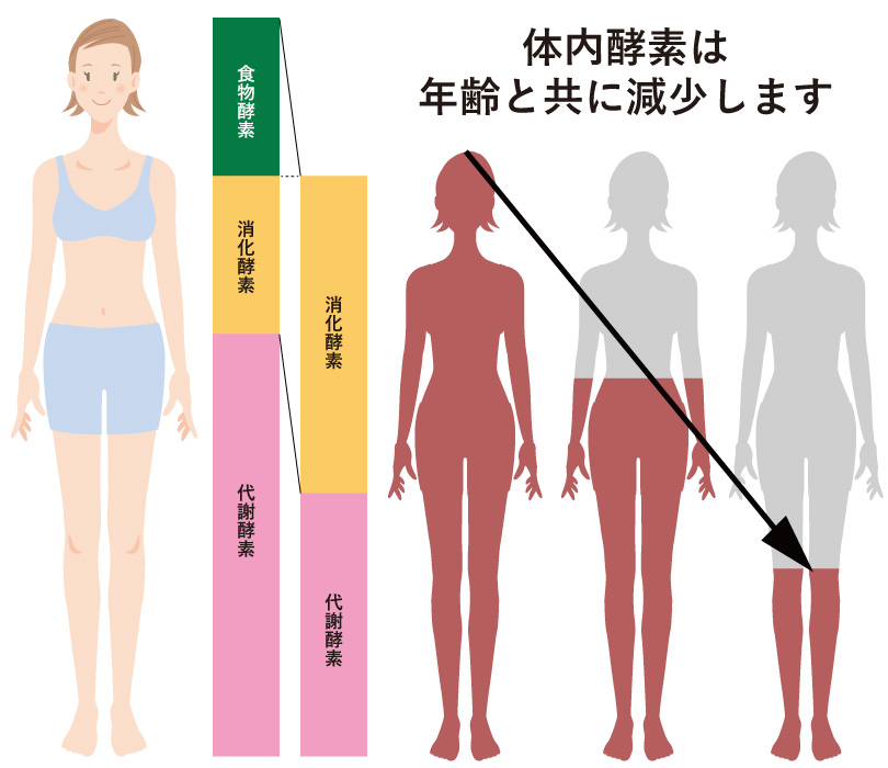 酵素のチカラ
