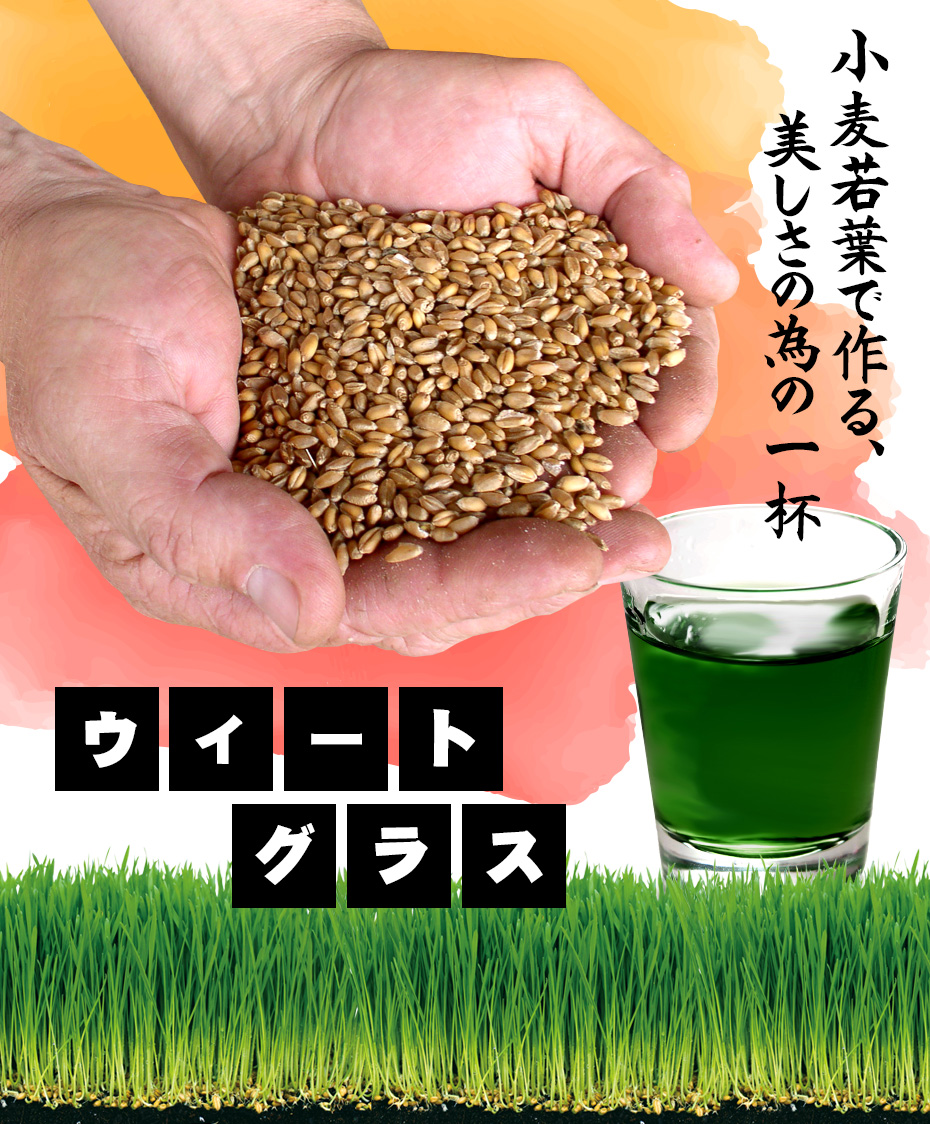 ウィートグラス栽培キット