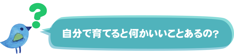 自分で育てるメリットは?