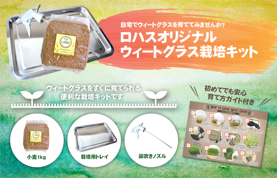 ウィートグラス栽培キット育て方ガイド付きで初めてでも安心、小麦1kg、栽培用トレイ、霧吹きノズル